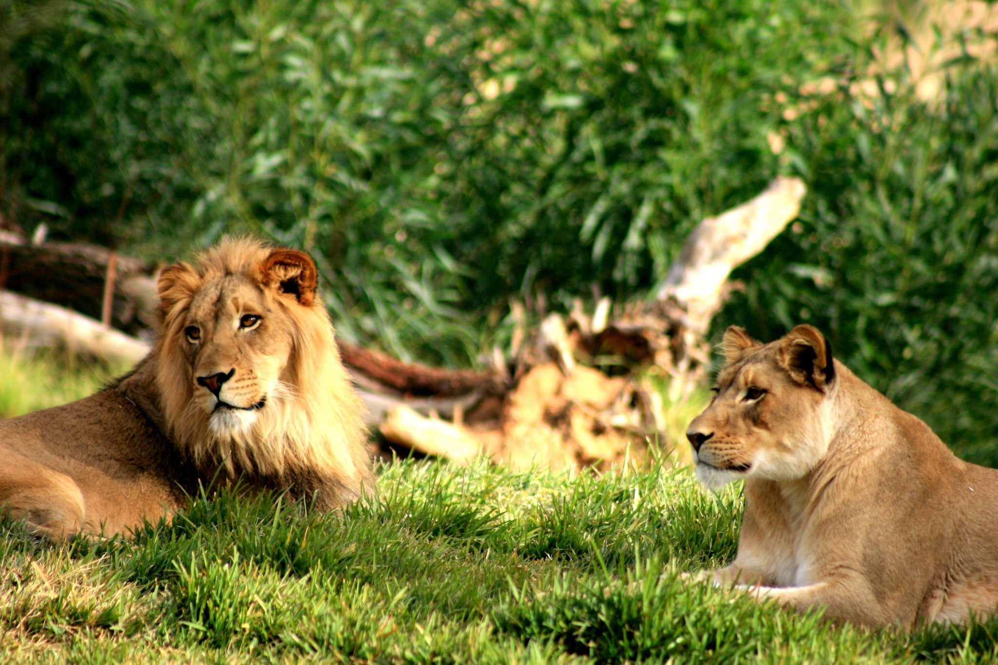 Rambler: San Diego Zoo lions