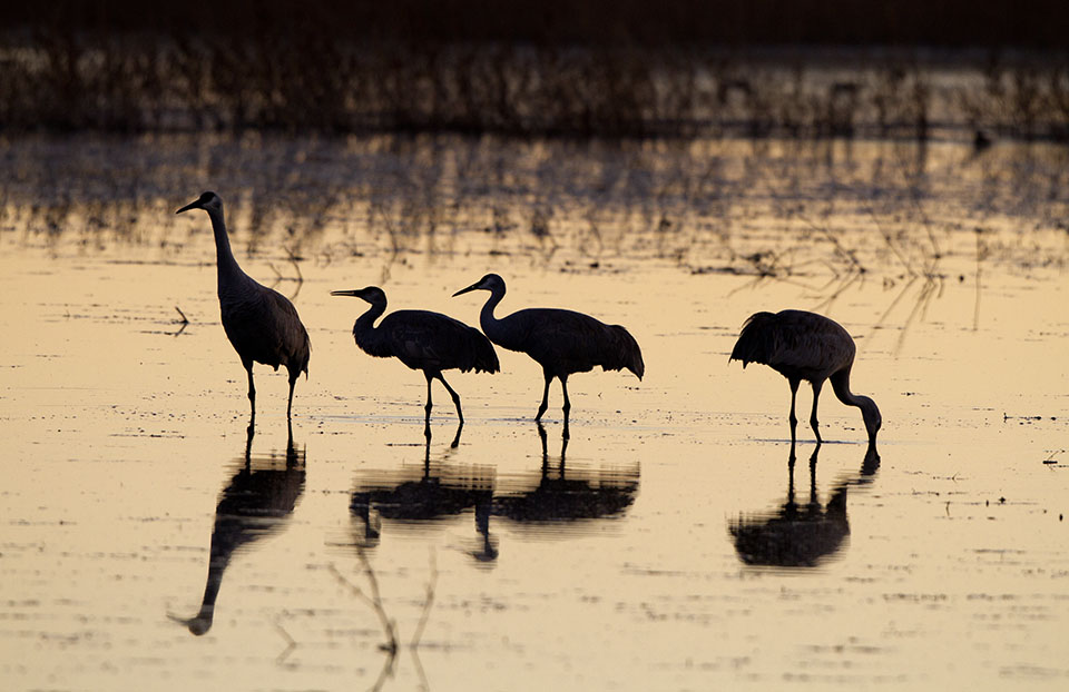 The Rambler Motel: picture of birds on water in nature