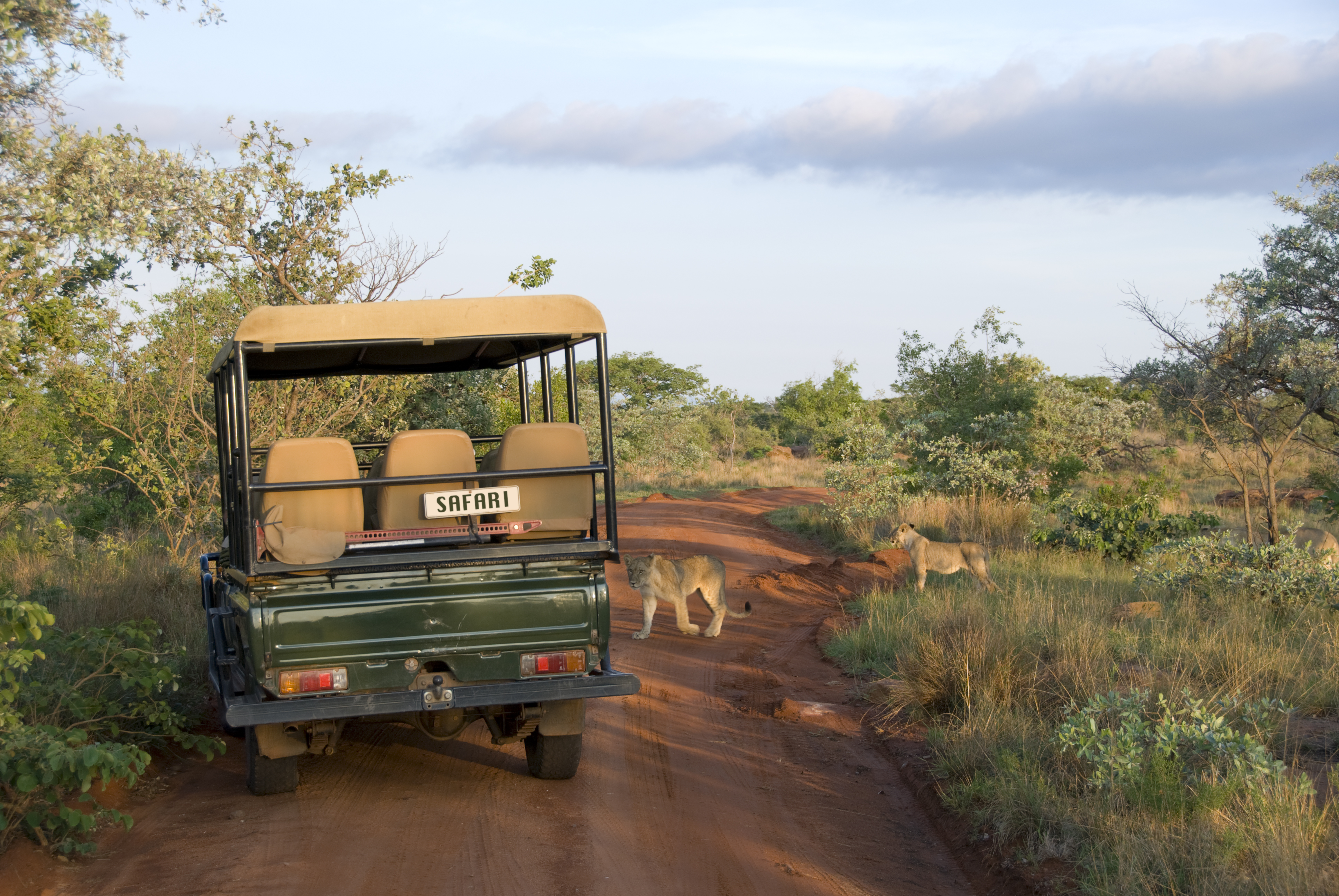 Safari looking golf cart on a trail in the park