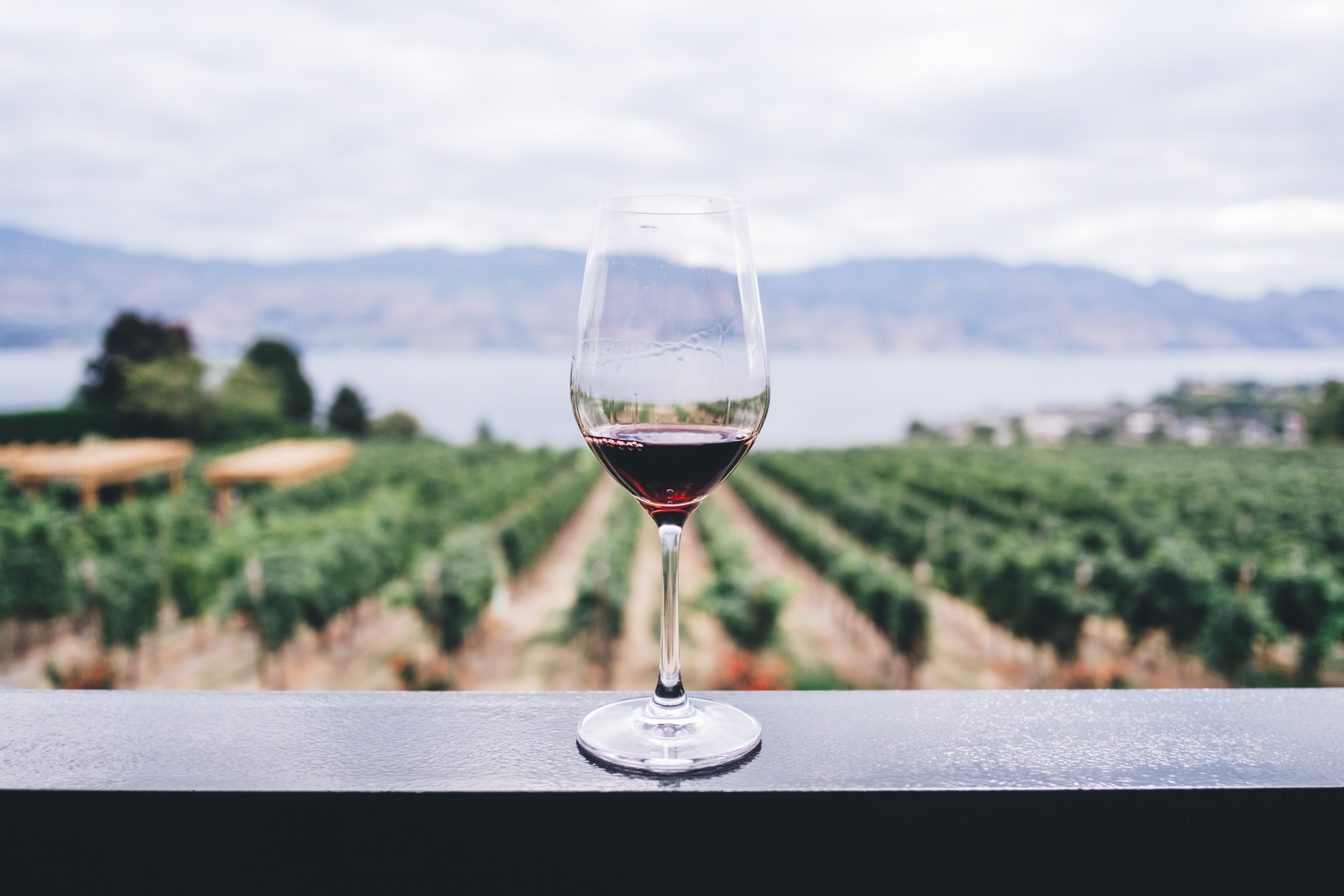 Glass of red wine with view of vineyard in the background